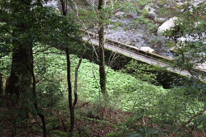 浄蓮の滝の道中