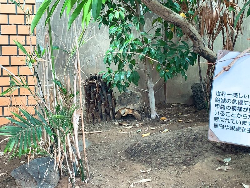 動物園 iZooの亀