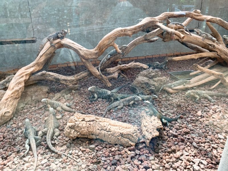 動物園 iZooのイグアナ
