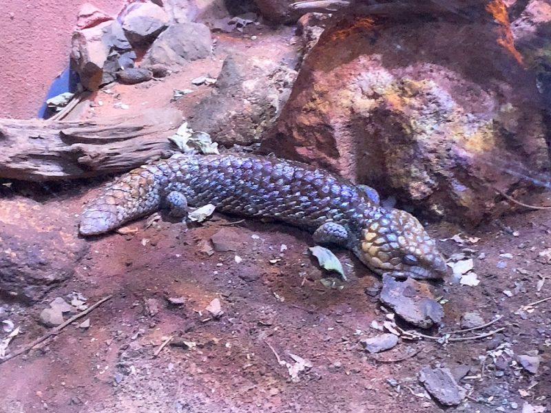 動物園 iZooのトカゲ