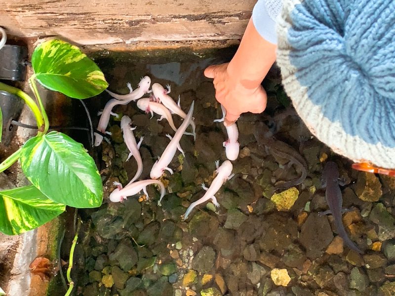 動物園 iZooのウーパールーパー