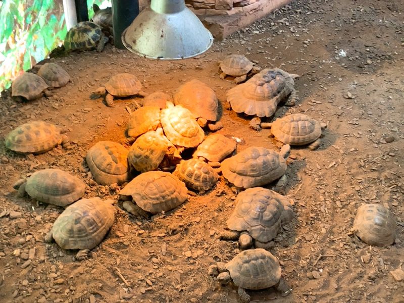 動物園 iZooの亀