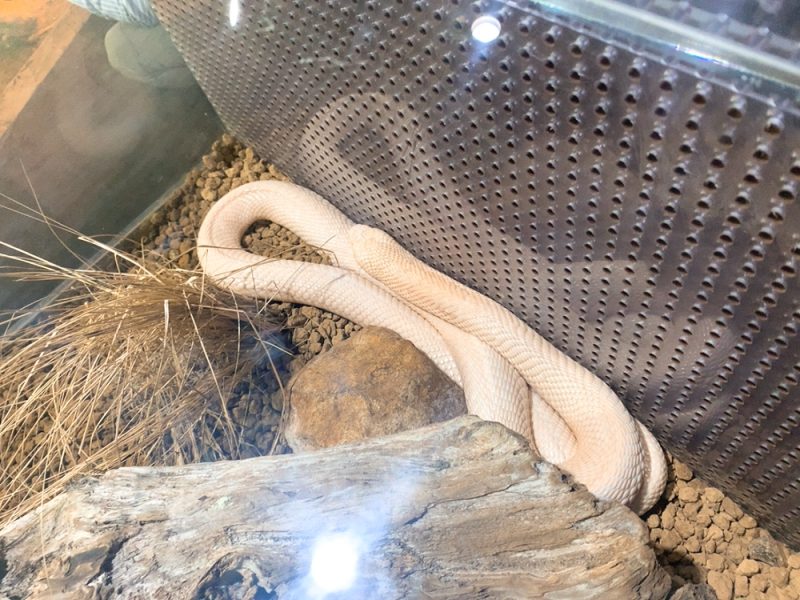 動物園 iZooの白い蛇