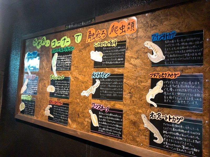 動物園 iZooのふれあいコーナー