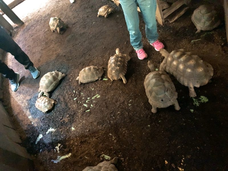 動物園 iZooの放し飼い亀