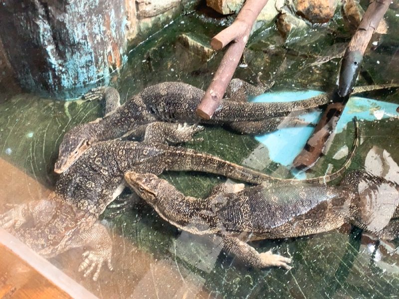 動物園 iZooのオオトカゲ