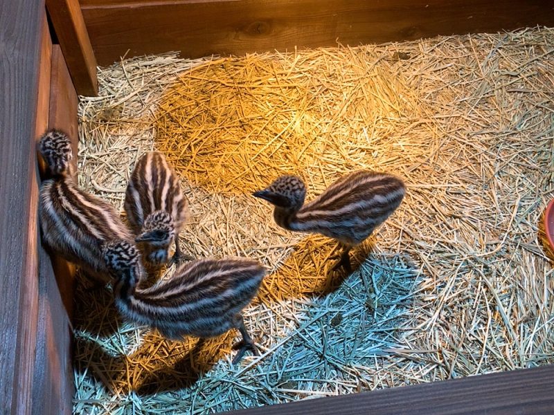 動物園 iZooのエミューの赤ちゃん