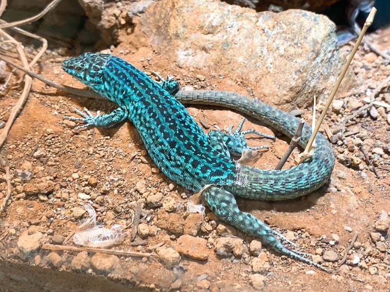 動物園 iZooのきれいなトカゲ