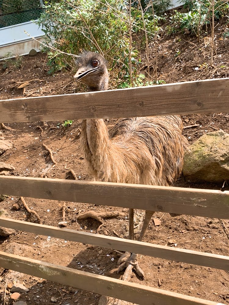 動物園 iZooのエミュー