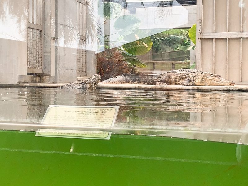 動物園 iZooのワニ