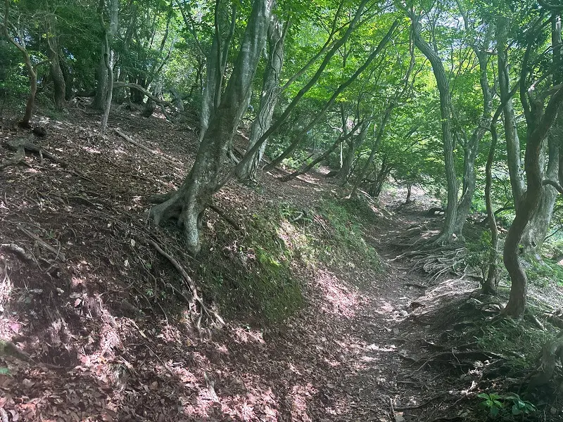 竜が岳登山道