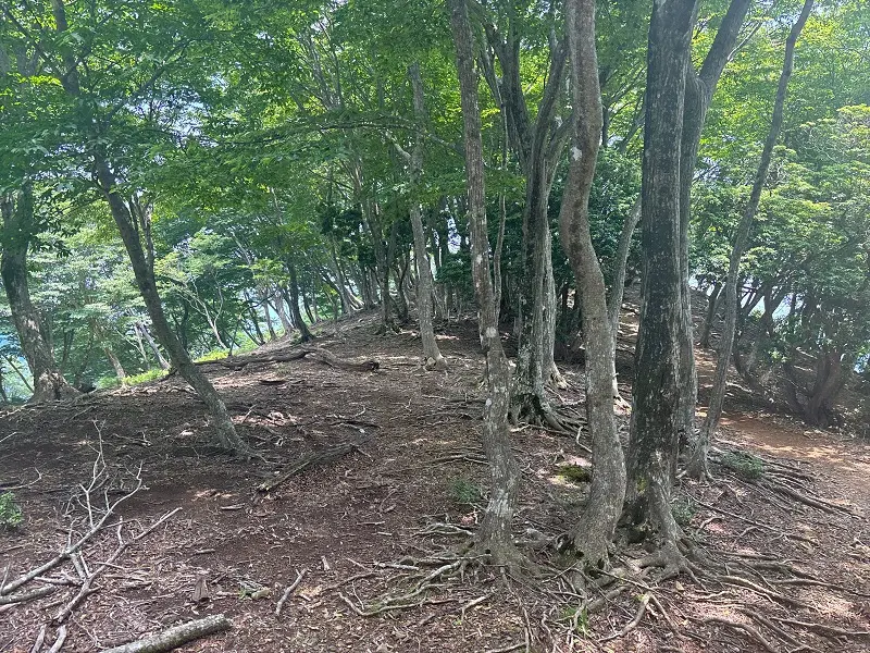竜が岳登山道