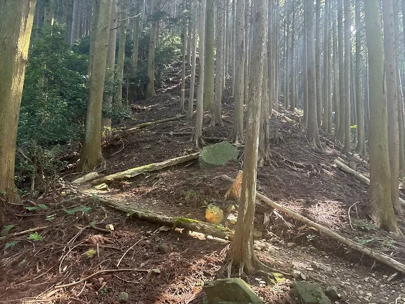 竜が岳登山道