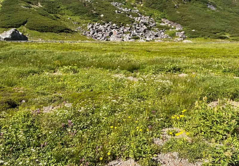 乗鞍岳　お花畑