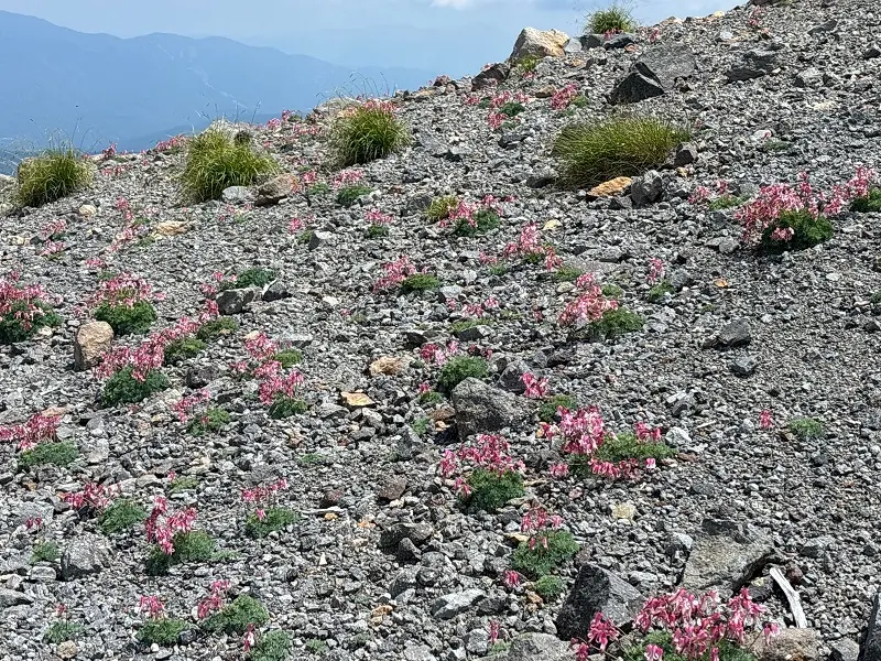 乗鞍岳　こまくさ