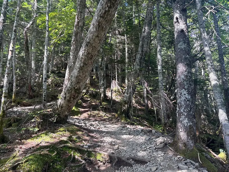 仙丈ヶ岳登山道