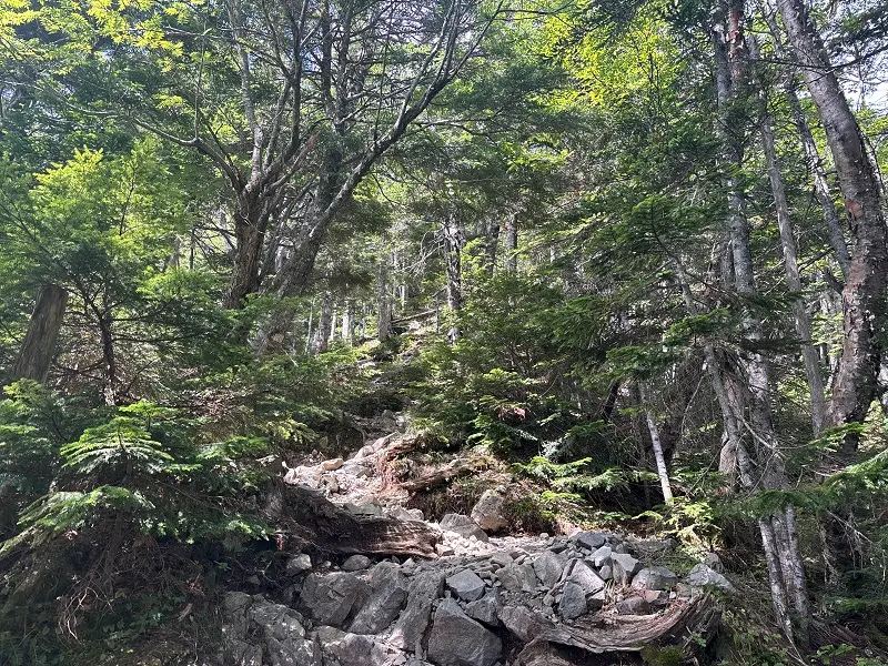 仙丈ヶ岳登山道