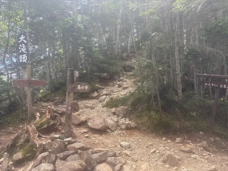 仙丈ヶ岳登山道