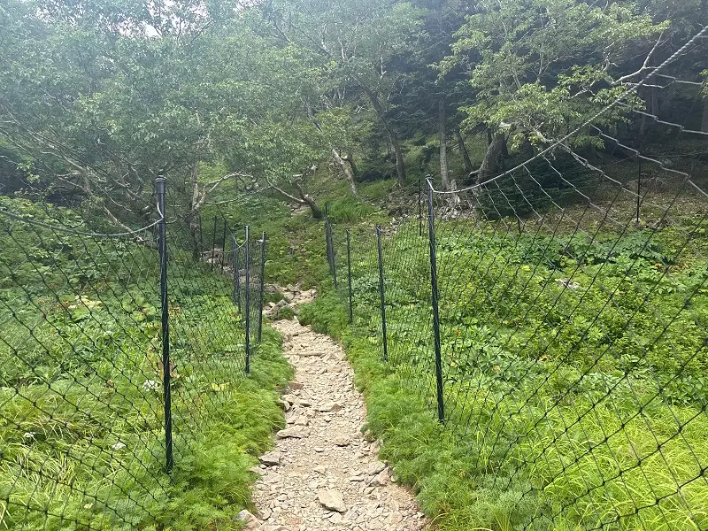 仙丈ヶ岳登山道