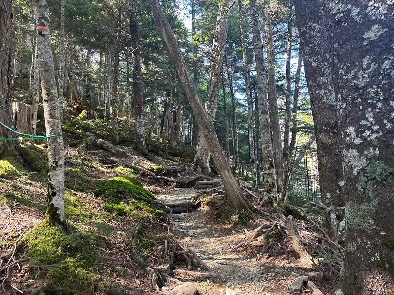 仙丈ヶ岳登山道