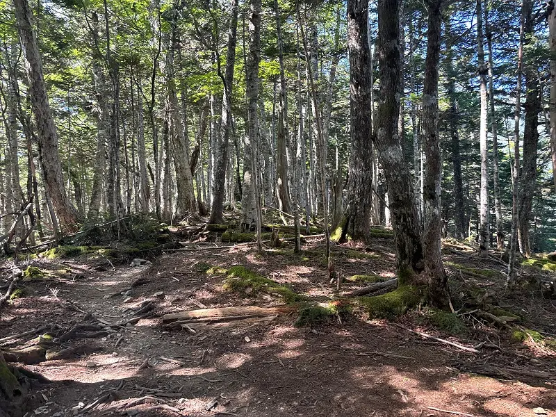 仙丈ヶ岳登山道