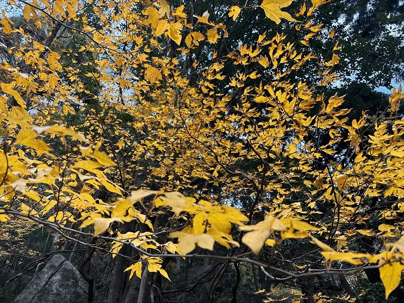 御在所岳　裏登山道の紅葉