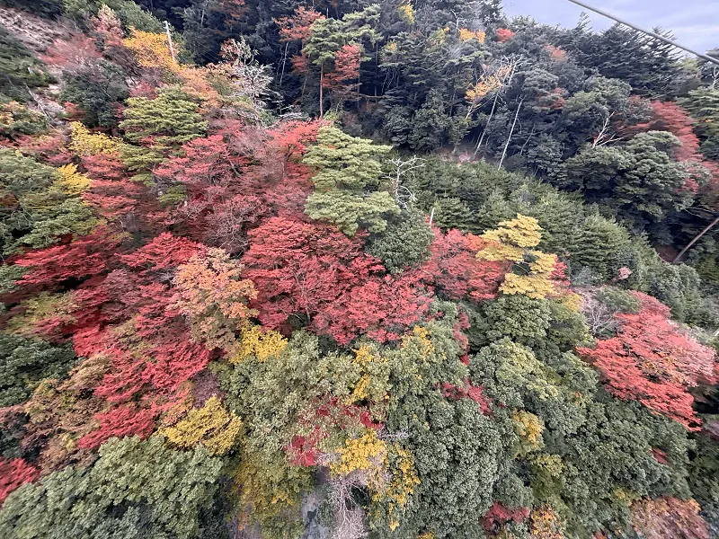 御在所ロープーウェイからの紅葉