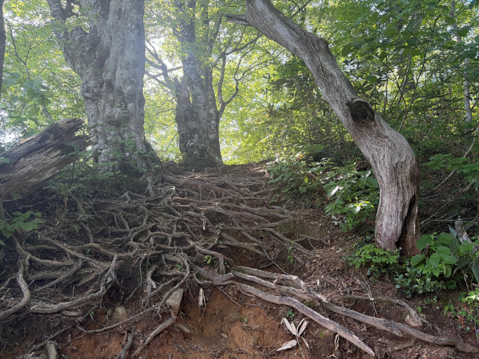 荒島岳 勝原登山道