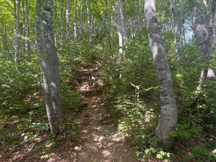 荒島岳 勝原登山道