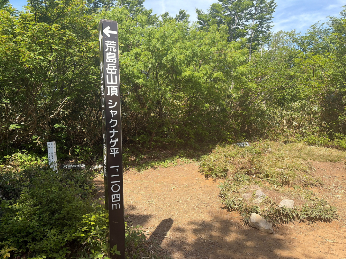 荒島岳 シャクナゲ平