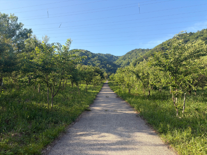 荒島岳 勝原登山口駐車場の急な坂道