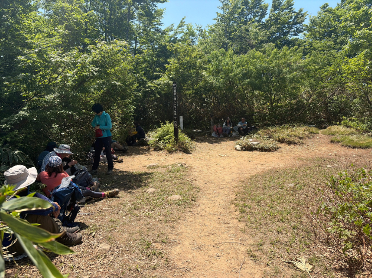 荒島岳 登山道 シャクナゲ平