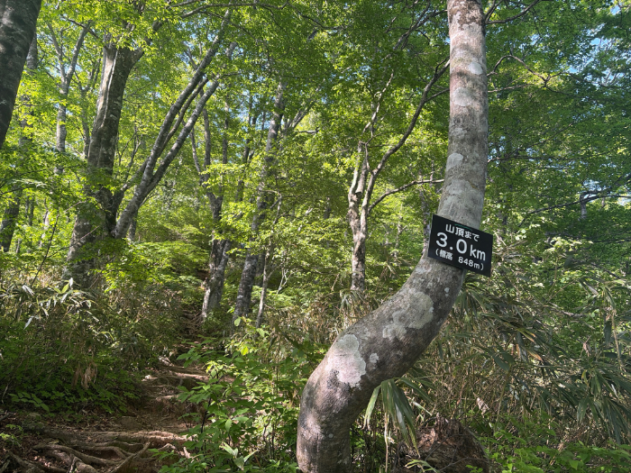 荒島岳 勝原登山道