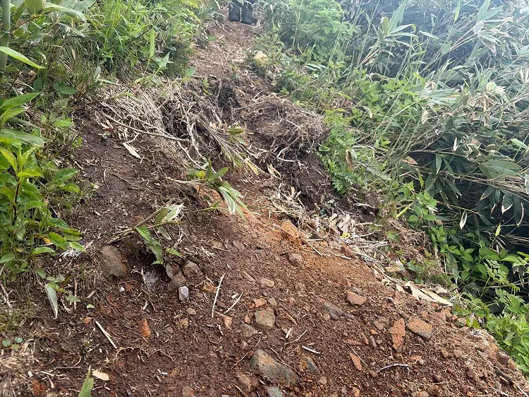 大日ヶ岳登山口 桧峠からの登山道