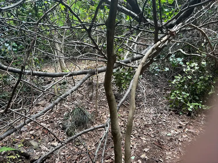 各務原アルプス どんぐり山から芥見権現山途中の倒木