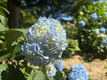 宇治観光