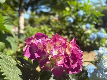 宇治観光